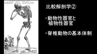 【動物20】比較解剖学②動物性器官と植物性器官、脊椎動物の基本体制