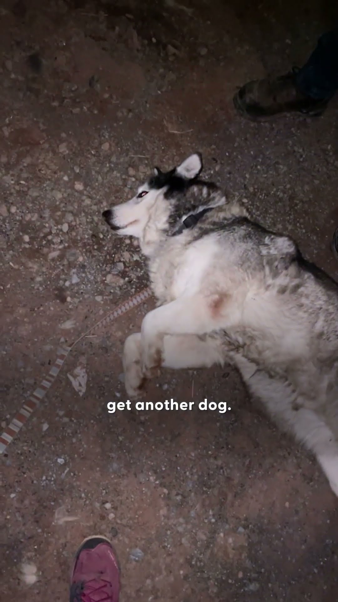Husky Who Was Rescued From A Crowded Kennel Loves To Be Buried In Snow | The Dodo