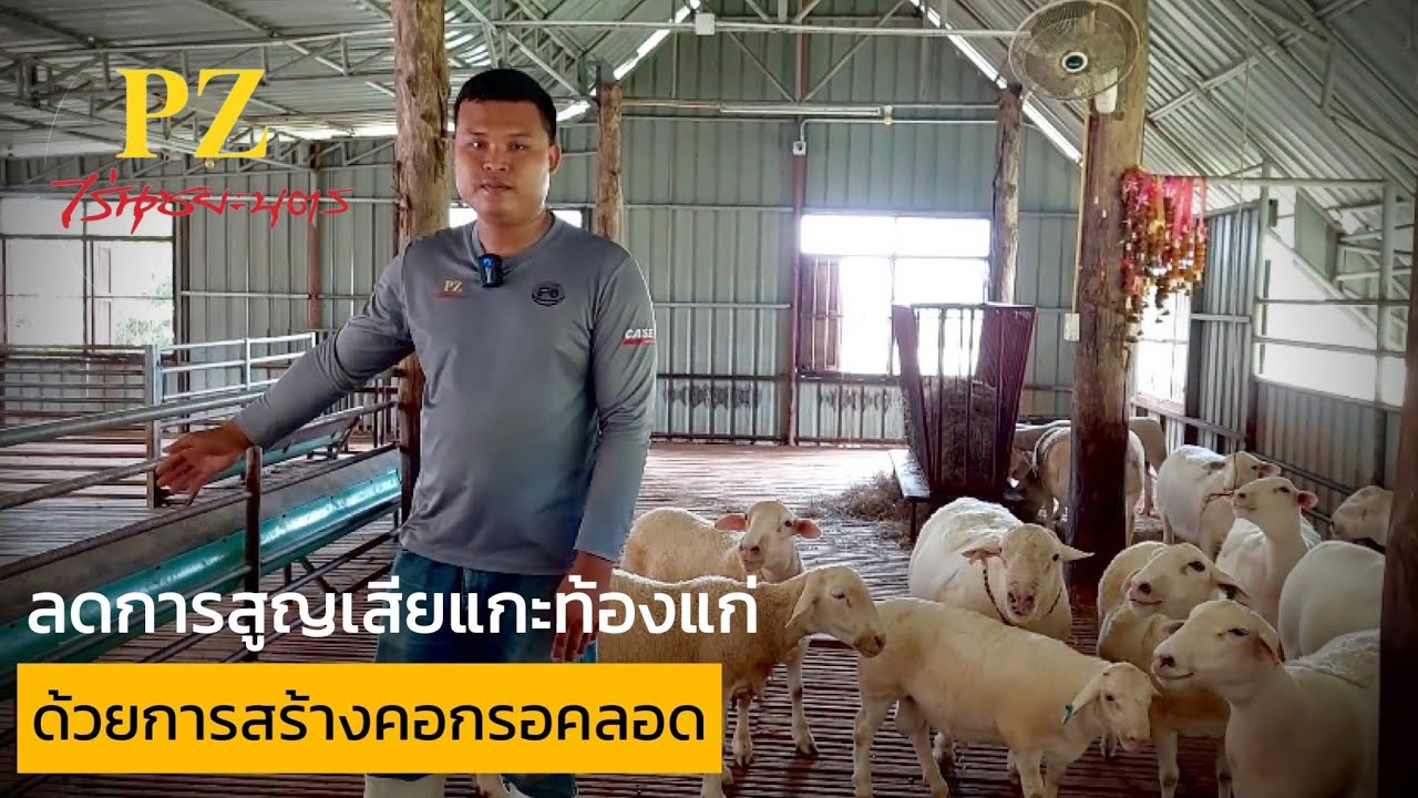 ลดการสูญเสียแกะท้องแก่ ด้วยการสร้างคอกรอคลอด @ชุมชนคนเลี้ยงแกะ