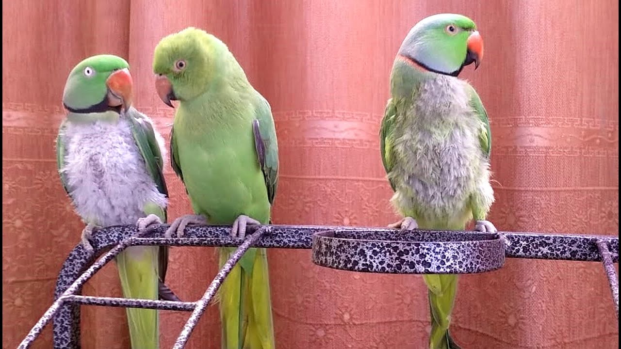 Parrot ko Feather Plucking karne se kaise Rokein ? | PBI Official