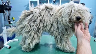 This Dog Has Never Been Groomed Before by Man's Best Friend 27,939 views 6 months ago 1 hour, 9 minutes