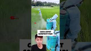 Wow Keren Cara Cepat Penyemprotan Padi
