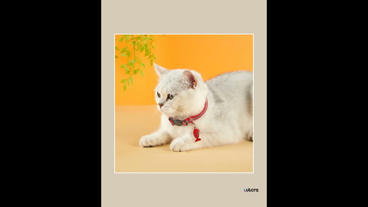 Madden Reflective Cat & Small Dog Collar - Adjustable with Bell, 8 Colors