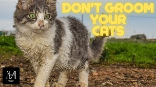 How to clean your cats