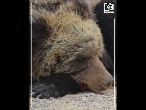 Баавгайн бамбарууш - YouTube