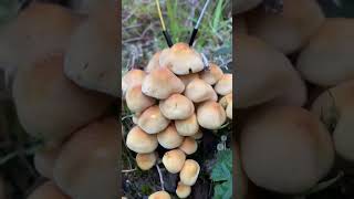 Download Lagu Modern Biology - Mushroom Music MP3 Download Lagu Modern Biology - Mushroom Music MP3