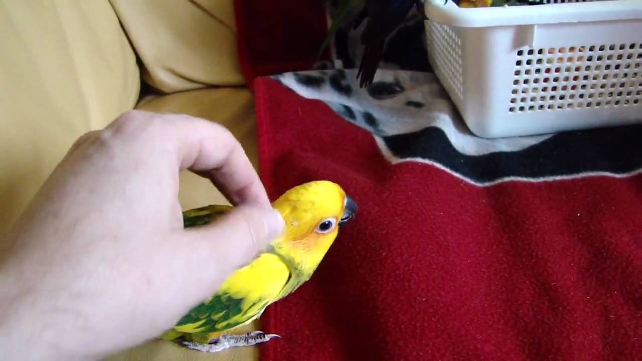 Zonparkiet, Aratinga Sostitialis Baby Full HD