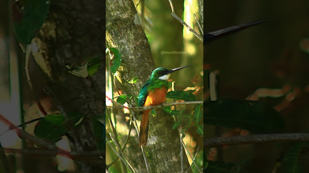 Rufous Tailed Jacamar Bird Looking Around 