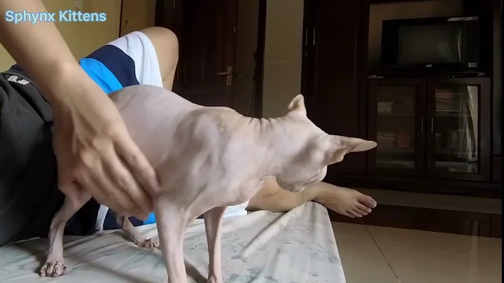 Watch the video about Pregnant Sphynx cat gets a belly masage | Sphynx Kittens