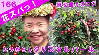 とうがらしクリスタルパールCapsicum寄せ植えのコツ【花ズバっ】166旬の花とその使いかた紹介/花創人ガーデニング教室