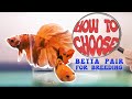 How to choose betta fish pairs for successful breeding