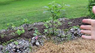 Increasing In Ground Fig Tree Production