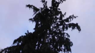 Nature Activities