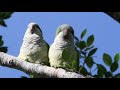 Wild Quaker Parakeet Soundtrack/Images