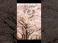 サクラの進化　#桜 #植物 #進化 #歴史 #科学