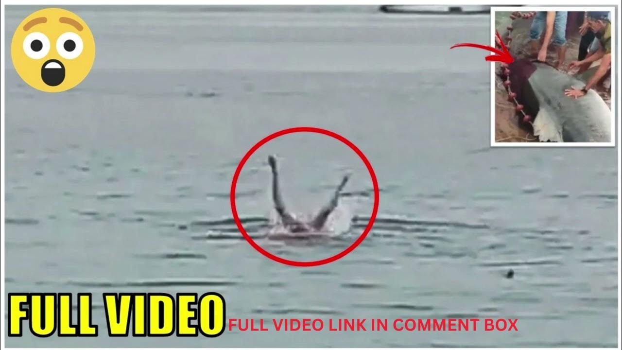 Russian Shark Attack Egypt Video | Russian Tourist dies in shark attack