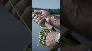 The Long-Nosed Gar: a very, very ancient fish!