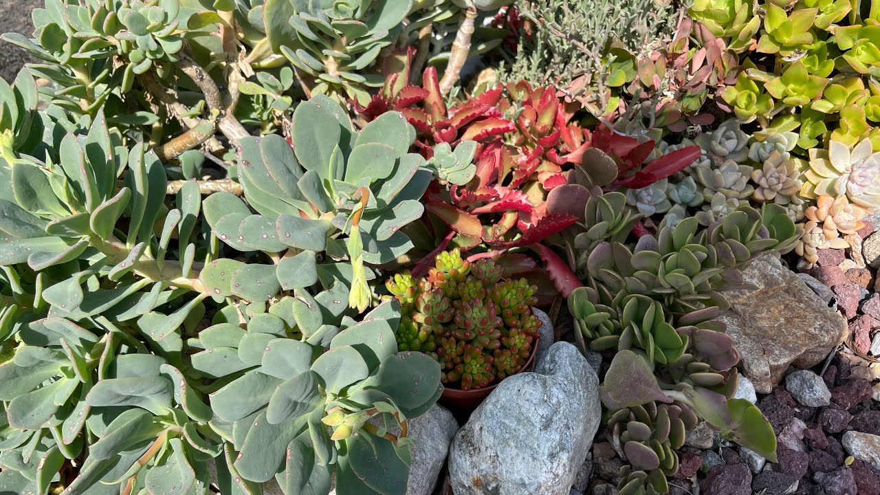 Sukulent vlog: Biraz da on bahcede…