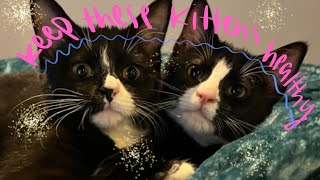 What Vet Care Do New Kittens Need? by The Kitten Choreographer 68 views 2 months ago 8 minutes, 33 seconds