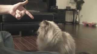 Himalayan cat Mio showing off tricks.