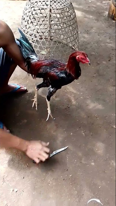peternak bali merugi ayam import di pun di bunuh