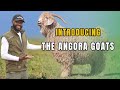 An interview at the biggest wool producing goat farm in the world farming in africa