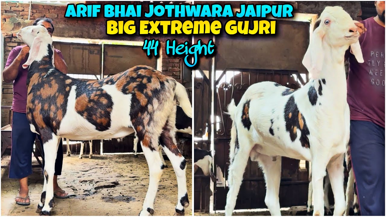 EXTREME BIG GUJRI Collection of Arif Bhai Jothwara🤩TOP QUALITY Gujri of JAIPUR RAJASTHAN