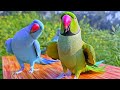 Beautiful parrot talking  mithu mithu