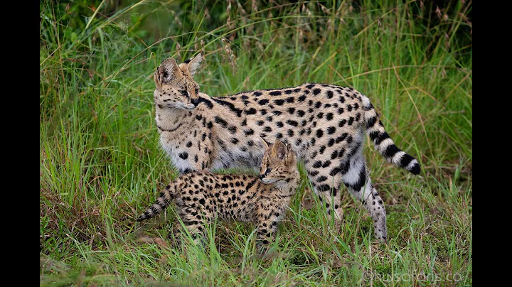 Video 1002431: serval cat, serval jump, legged feline, mom cat, kitten sweet