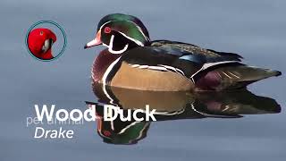 Wood duck এর দাম কত কোথায় পাব Wood duck price in Bangladesh- Mandarine duck-পোষা প্রাণী-Pet animal