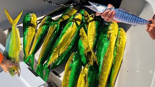 INSANE MAHI FRENZY!! FILLING THE BOAT WITH MONEY (Commercial Mahi Fishing)