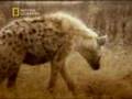 Youtube Thumbnail Animal Sex : Hyena
