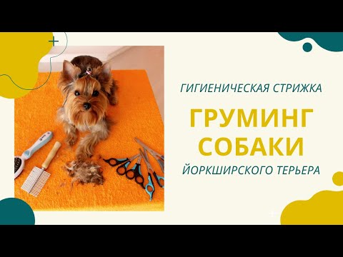 Гигиеническая стрижка йоркширского терьера, груминг щенка в домашних условиях (как стричь уши, лапы)