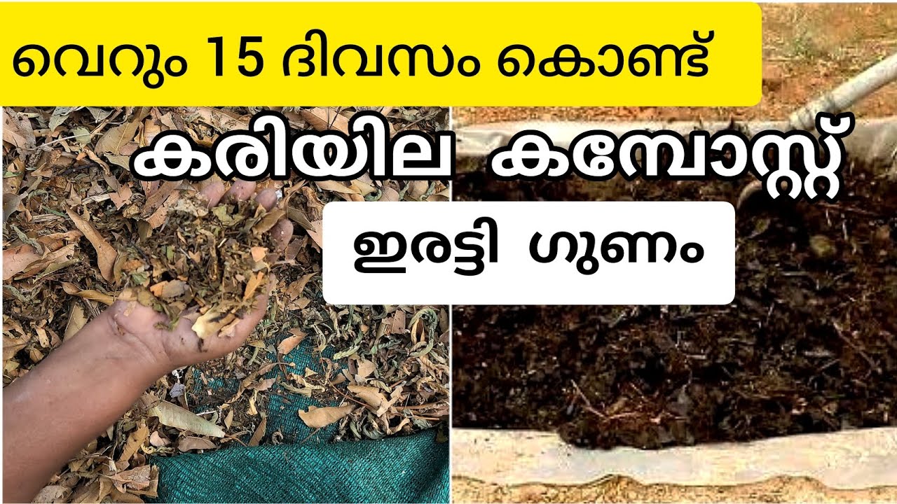 15 ദിവസംകൊണ്ട് ഇരട്ടി വളക്കൂറുള്ള കരിയില കമ്പോസ്റ്റ്|How to make dry leaves compost