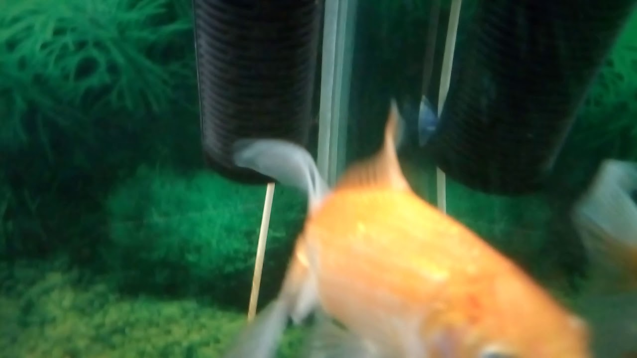 Checking video quality on Infocus Vision 3