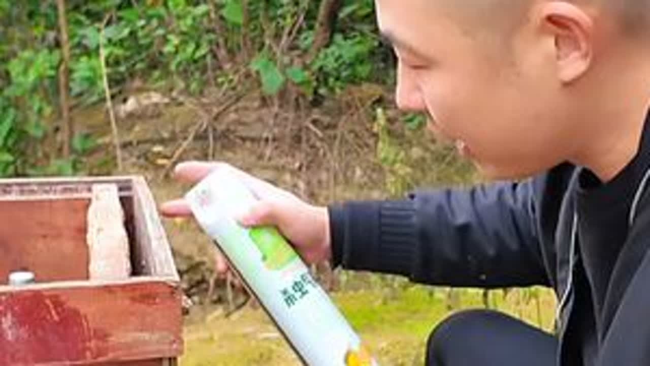 意蜂和中蜂打架，盗蜜养中蜂的不搬家怎么解决。#意蜂起盗 #中蜂养殖技术讲解 #意蜂打中蜂 #中蜂爱好者 #土蜂 #养蜂生活 #盗蜂处理 #蜂王 #养蜂人邓师傅 #不锈钢防逃片