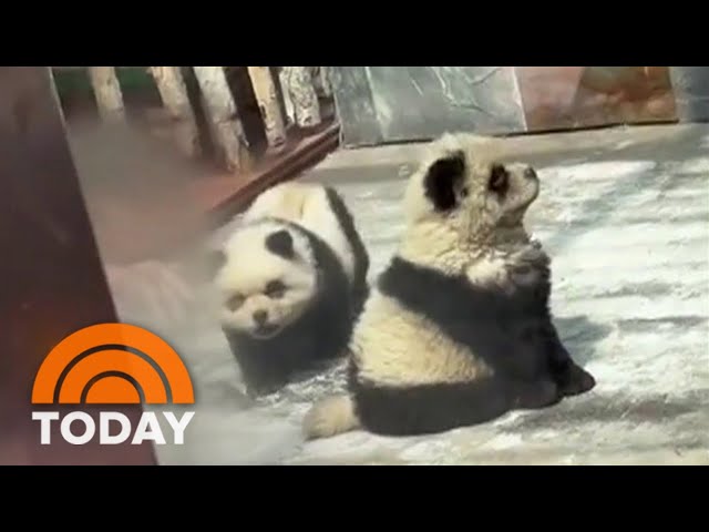 Chinese Zoo Enchants with Painted Pandas and Dazzling Dogs 3 sddefault