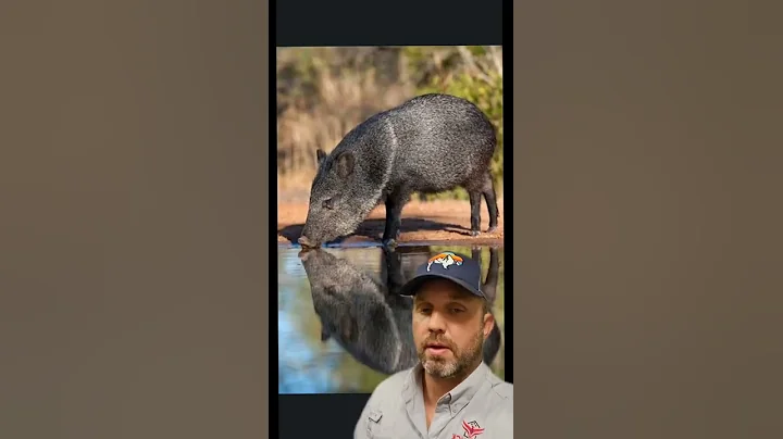 What's the difference between a feral pig and javelina #shorts