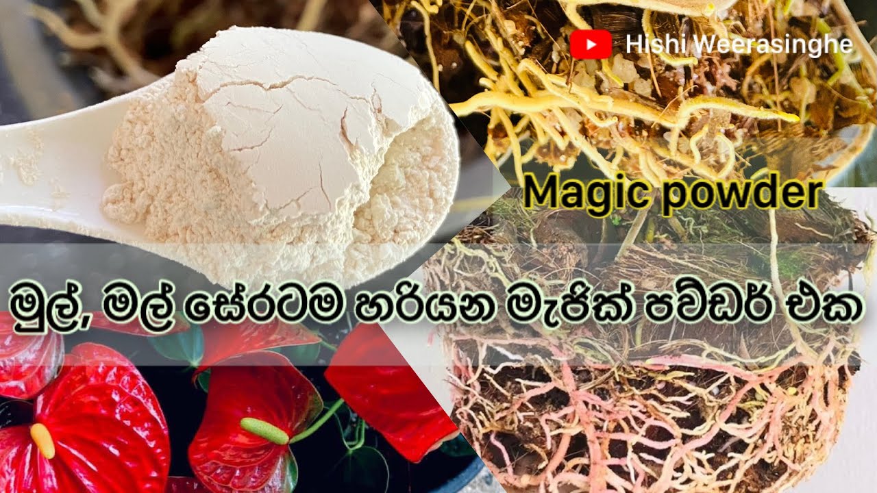 ආයෙ ඉතින් මුල්නම් මුල් , මල් නම් මල් තමයි😚 #anthurium #hishi #srilanka #anthuriumcare ##flemingo