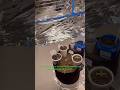 Nightly patrol at JYG420 #420 #music #fun #diy #homegrown #budget #JYG420 #matrix #seedling