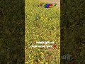 স্রসষ্টার মহিমা#আল্লাহর_কুদরত #আল্লাহরসৃষ্টি#almaighty Allah #shorts