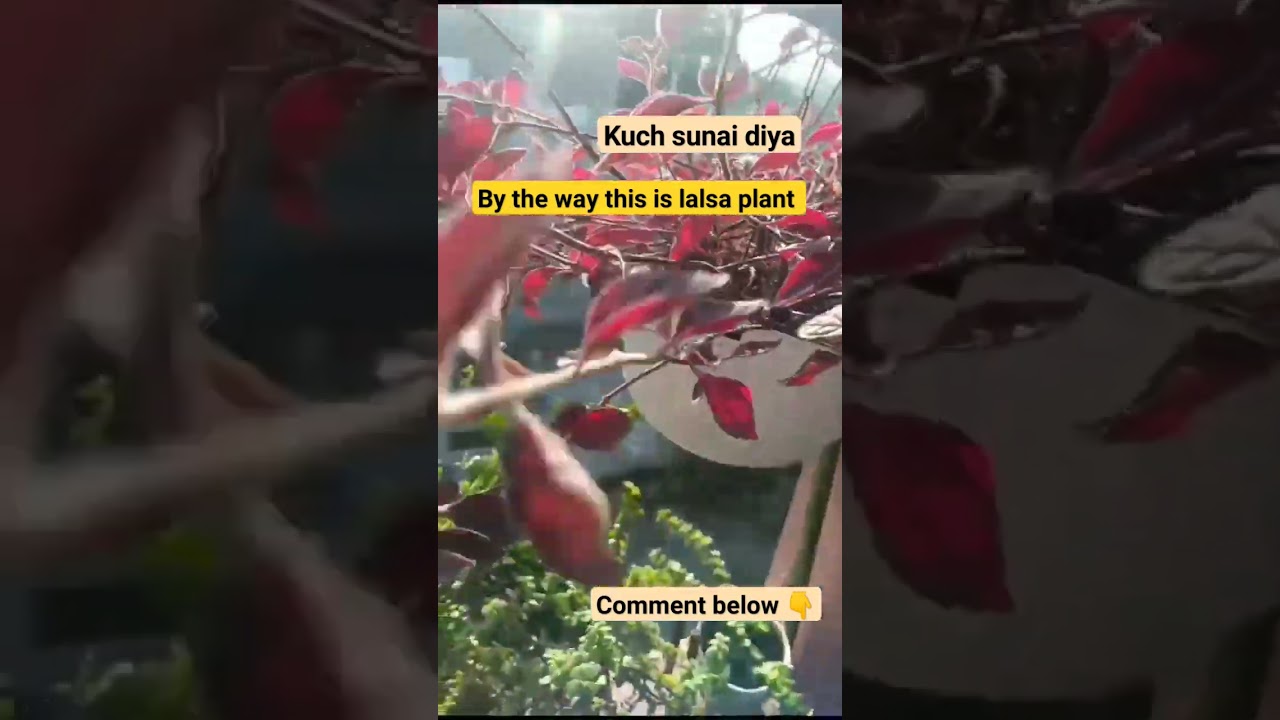 lalsa plant growth easily cutting plant 