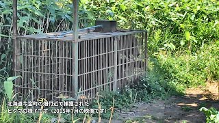 檻にかかったヒグマ【北海道今金町】【鳥獣被害対策】