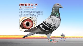 【歐洲特賣】B21-2139760