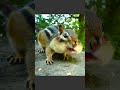 El roedor con los almacenes secretos más grandes de la naturaleza