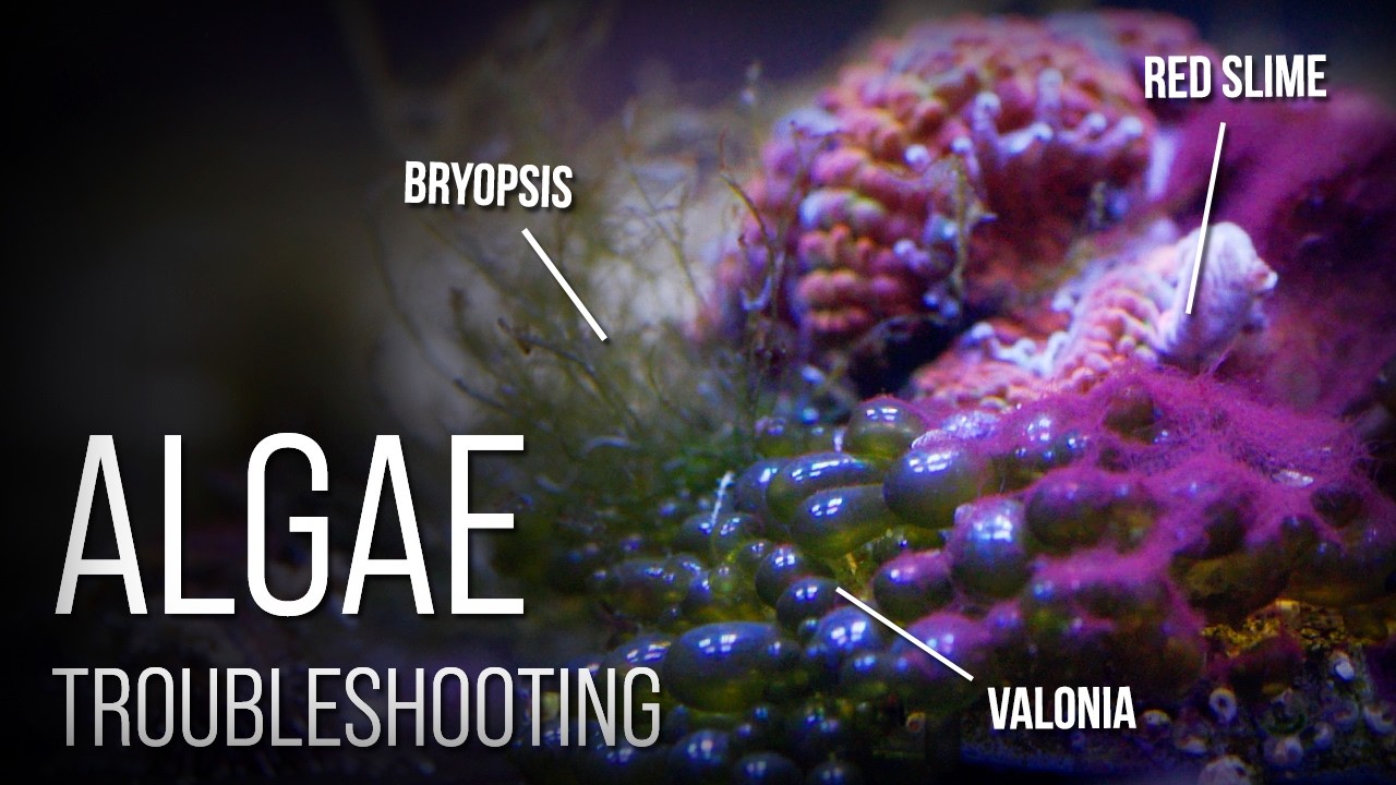 6 Reef Tank Nuisance Algae and How to Beat Them