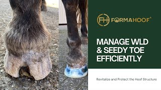 How to manage white line disease or seedy toe efficiently with FormaHoof