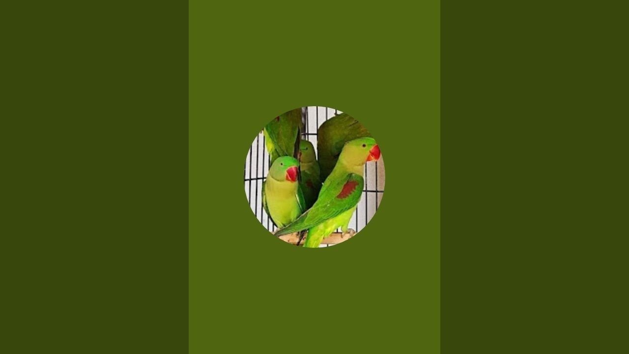 my parrot 9720 is live