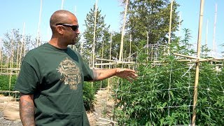 Trellising a Large Scale Grow with Wild West Growers
