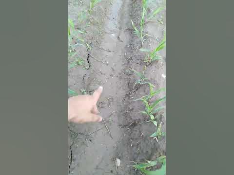 Advantage of Ridges and furrow method of maize cultivation part 2 # ...